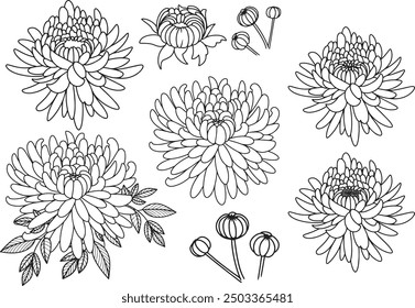 Line art Chrysanthemum ornamental drawing simple shape geometric flowers clip art design hand drawn icon set curved lines contour stroke coloring book floral pattern wedding element bud blossom petals