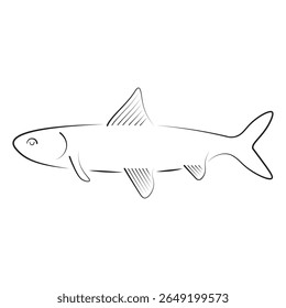 Arte de linha de um cisco peixe com nadadeiras e corpo delgado, ótimo para guias de peixes de água doce, visuais educativos, gráficos científicos ou conjuntos de vetores de vida selvagem.