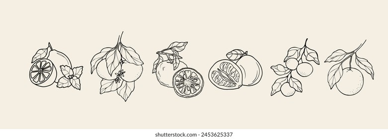 In: Line Art Citrus Fruits. Zitrone, Bitterorange, Yuzu, Pomelo, Clementine, Mandarine