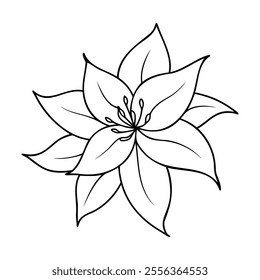 Line art of a clematis flower with detailed petals and stamens