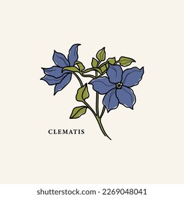 Line art clematis flower drawing