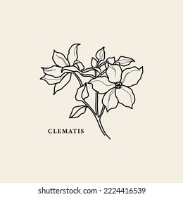 Line art clematis flower illustration