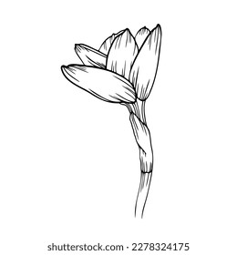 Line art clipart with daffodil flower, vector illustration
