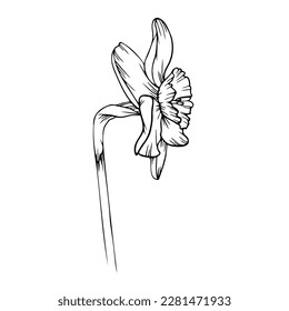 Line art clipart with daffodil flower, vector illustration