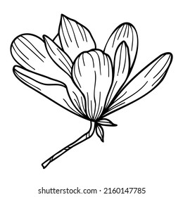 Line art clipart of magnolia flowers 