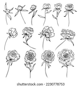 Line art clipart of peonies flowers 