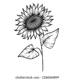 Line art clipart of sunflower, vector 