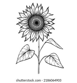 Line art clipart of sunflower, vector 