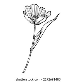 Line art clipart of tulip flower 