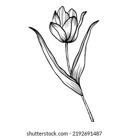 Line art clipart of tulip flower 