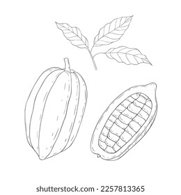 Line Art Cocoa. Vector Illustration on white Background.