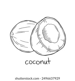 Line art coconut illustration. Hand drawn sketch