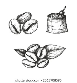 Line art coffee beans set, engraving coffee illustration, coffee shops, packing, desserts, coffee breaks 