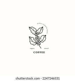 Line art coffee plant drawing