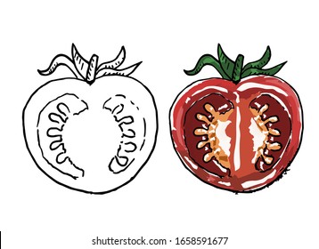 Line art and colored line art of 
the half sliced tomato. Hand draw. Vector illustration.