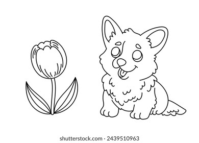 Line art coloring page for kids. Kindergarten or preschool coloring activity. Kawaii welsh corgi puppy and tulip. Cute pet vector illustration