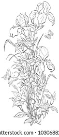 Line art composition of yellow irises and clematis flowers.Vector coloring page