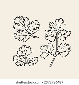 Line art coriander plant illustration