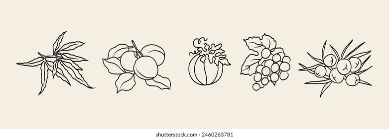 Line art cosmetic oil plants collection