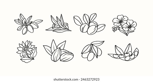 Line art cosmetic plants and flowers. Argan, sesame, shea, flax, sunflower, almond, olive, soybeans