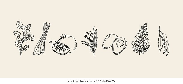 Line art cosmetic plants and herbs. Lemon verbena, lemongrass, pomegranate, tea tree, avocado, moringa, eucalyptus