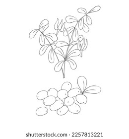 Line Art Cranberries Branch. Elements of Fruits and Flowers. Vector Illustration on white Background.