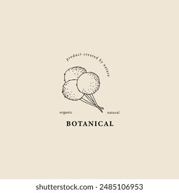 Line art craspedia or Billy buttons flower logo