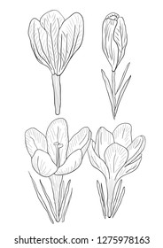 Line art of the crocus flowers. Isolated. Vector illustration. Hand drawn.