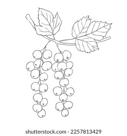 Line Art Currants Branch. Vector Illustration on white Background.
