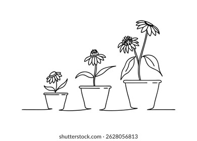 Line art depiction of growing coneflowers in pots illustrating growth and stages of life
