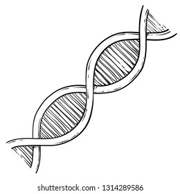 Line Art Of DNA, Vector Sketch Hand Drawn Illustration