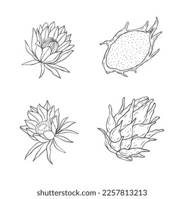 Line Art Dragon Fruit and Flowers. Vector Illustration on white Background.