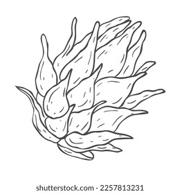 Fruta del Dragón de Línea. Ilustración vectorial sobre fondo blanco.
