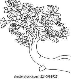 Line Art Drawing of Adenium Bonsai Flower, with Vector Format