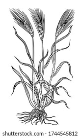 Line art drawing from a book from 1563. Carefully handdrawed