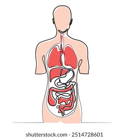 Dibujo de arte lineal de órganos internos humanos. Anatomía médica del cuerpo humano en dibujo lineal con color. EPS 10 Ilustración vectorial. Movimiento editable