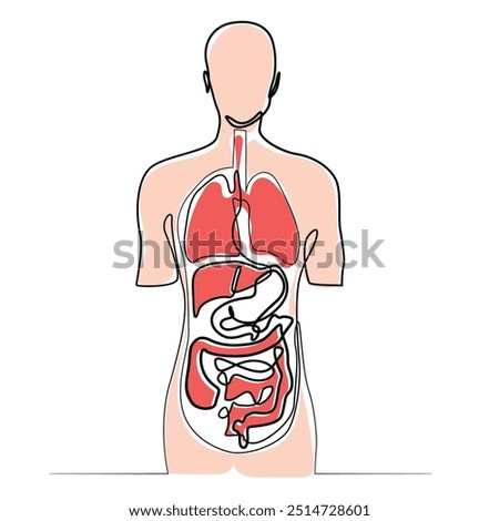line art drawing of human internal organs.medical anatomy of human body in line drawing with color.eps 10 vector illustration.editable stroke