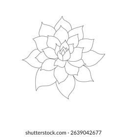 Line art drawing of a succulent flower
