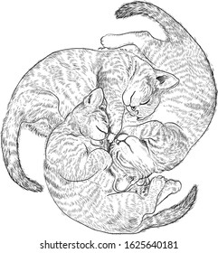 A line art drawing of three cute kitten sleep together in circle.