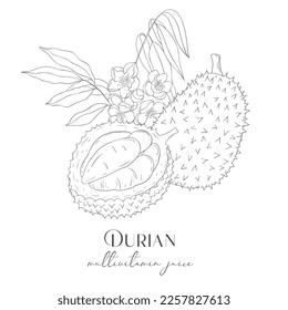 Line Art Durian Label. Elements of Fruits and Flowers. Vector Illustration on white Background.