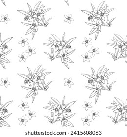 Line art Elegant Vector seamless pattern Neroli flowers twig. Citrus branch. Hand drawn line art and outline botanical illustration. Cosmetic, perfumery and medicinal plant.