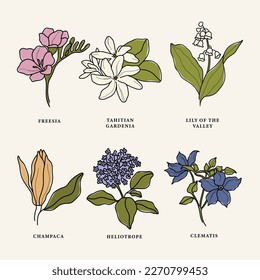 Aceite esencial de arte de línea y flores aromáticas