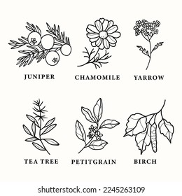 Line art essential oil plants and flowers