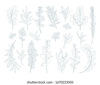 Line art eucalyptus branches and leaves set. Exotic floral illustration isolated on white background. Hand drawn floral clipart. Botanical drawings. Elegant set of floral elements.