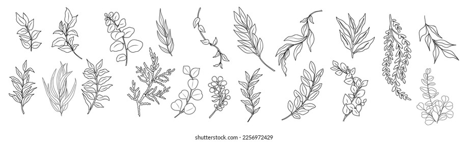 Line art eucalyptus branches and leaves set. Outlined vintage botanical vector illustrations isolated on white background. Trendy greenery elements for logo, tattoo, packaging, wedding invitations.