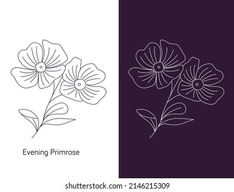 line art of evening primrose flower illustration. Vector flower isolated on white. Oenothera speciosa is a species of evening primrose.