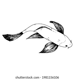Line art fidh Koi. Japan fish clipart. Illustration Carp