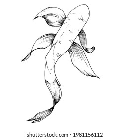 Line art fidh Koi. Japan fish clipart. Illustration Carp