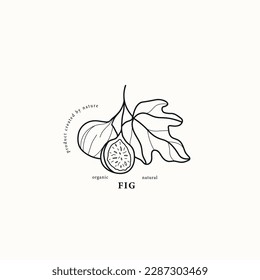 Line art fig branch illustration