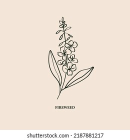 Line art fireweed illustration. Botanical logo